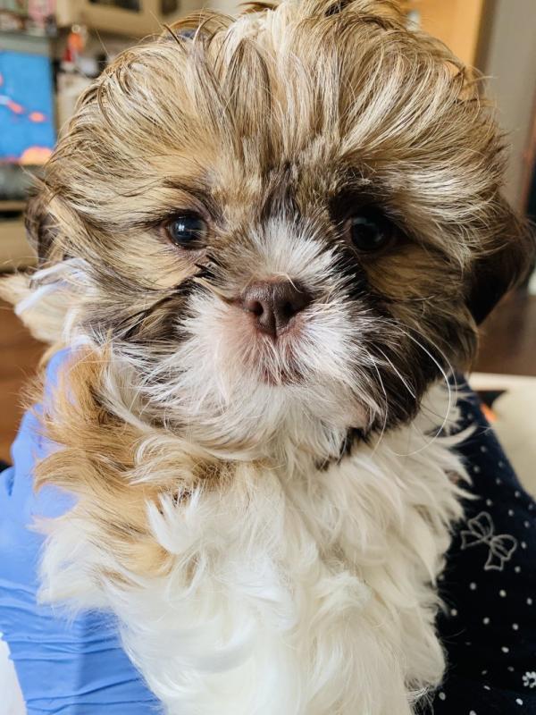 Beautiful Shih-Tzu puppies Ready for their new homes Image eClassifieds4u