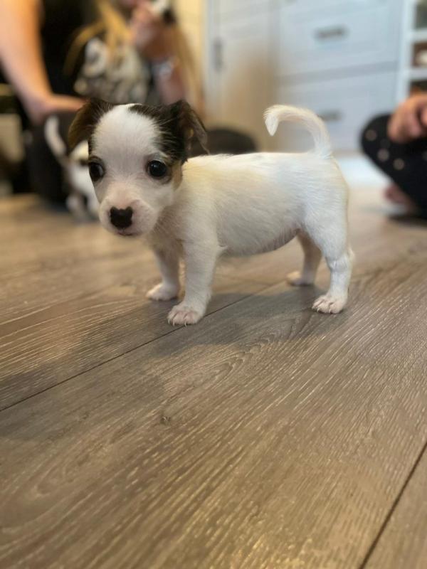 Beautiful smooth coat Jack Russell Terrier Image eClassifieds4u