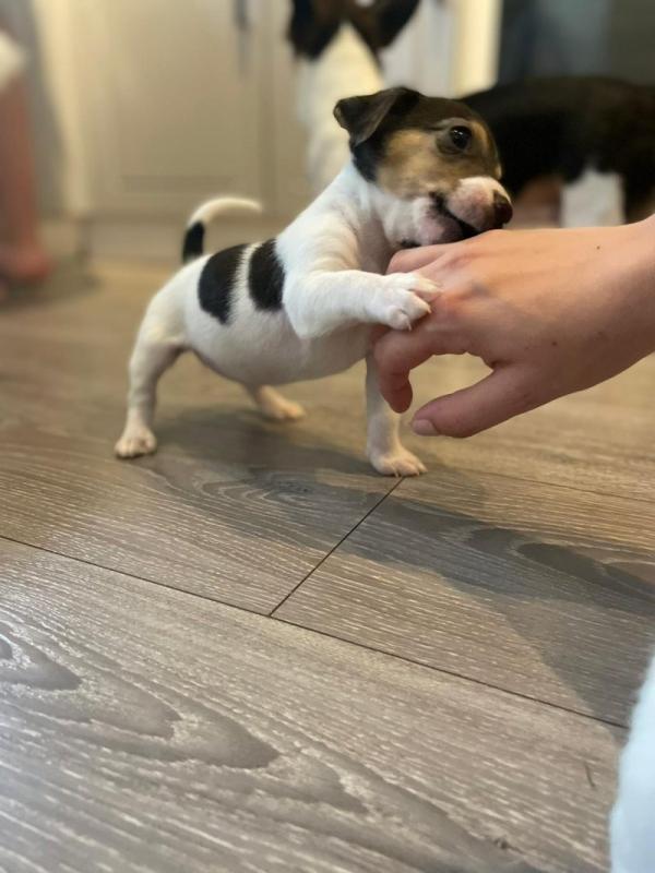 Beautiful smooth coat Jack Russell Terrier Image eClassifieds4u