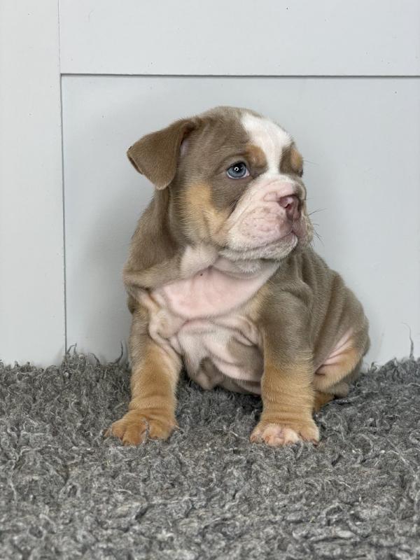 English bulldog puppies ready for loving homes.. !!⭐️⭐️⭐️ Image eClassifieds4u