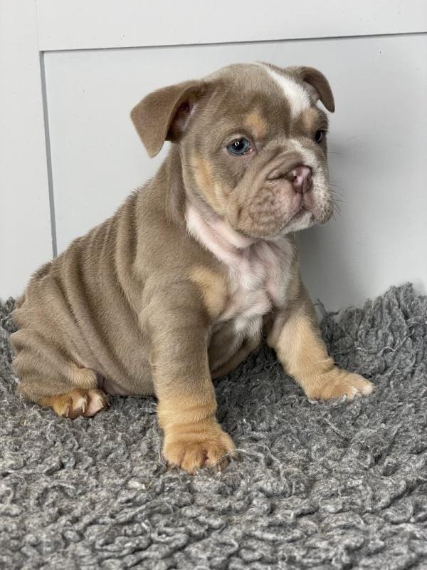 English bulldog puppies ready for loving homes.. !!⭐️⭐️⭐️ Image eClassifieds4u