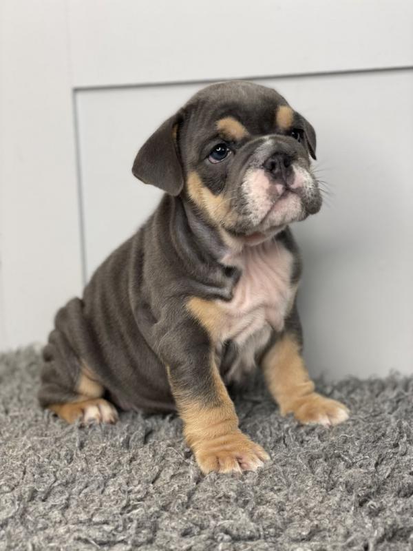 English bulldog puppies ready for loving homes.. !!⭐️⭐️⭐️ Image eClassifieds4u