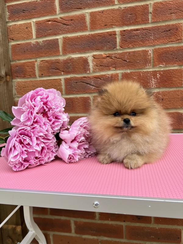 Full pedigree Pomeranian puppies Image eClassifieds4u