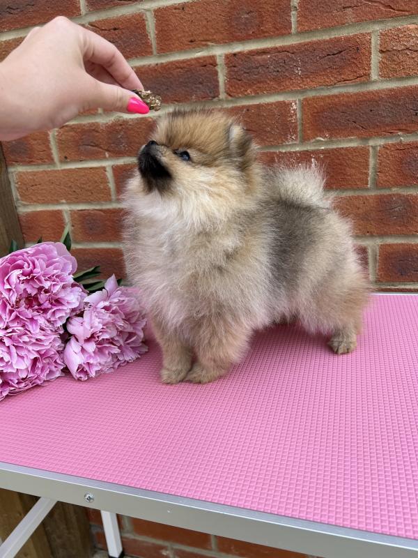 Full pedigree Pomeranian puppies Image eClassifieds4u