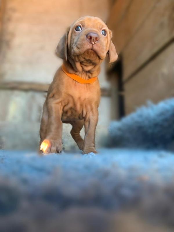 Hungarian Vizsla Puppies available Image eClassifieds4u