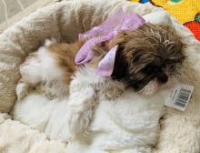 Beautiful Shih-Tzu puppies Ready for their new homes Image eClassifieds4u 3