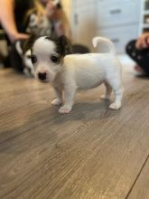 Beautiful smooth coat Jack Russell Terrier Image eClassifieds4u 2