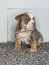 English bulldog puppies ready for loving homes.. !!⭐️⭐️⭐️ Image eClassifieds4u 2