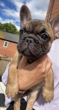 French bulldog puppies ready for loving homes. Image eClassifieds4u 3
