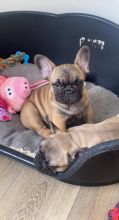 French bulldog puppies ready for loving homes. Image eClassifieds4u 4