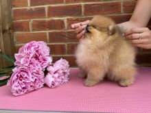 Full pedigree Pomeranian puppies Image eClassifieds4u 2
