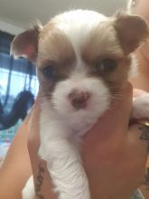 Gorgeous long haired chihuahua puppies Image eClassifieds4u 1