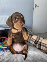 Miniature Dachshund Ready Now !! Image eClassifieds4u 2