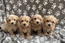 Stunning Maltipoo puppies Image eClassifieds4u 2