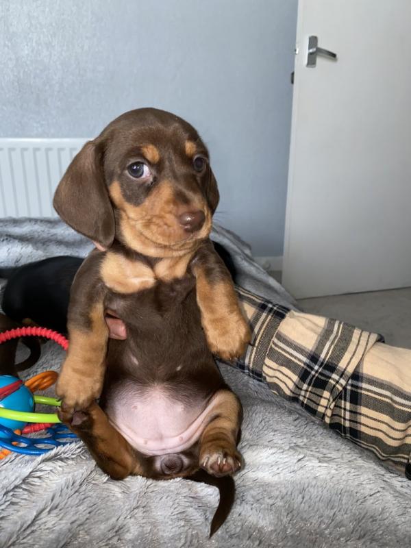 Miniature Dachshund Ready Now !! Image eClassifieds4u