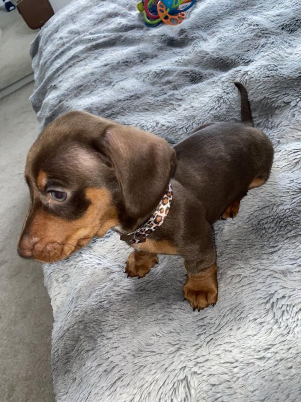 Miniature Dachshund Ready Now !! Image eClassifieds4u