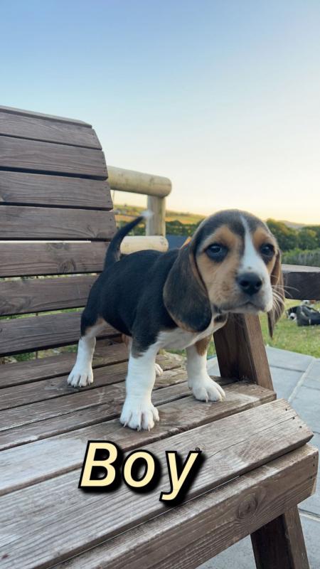 ⭐️CUTE BEAGLE PUPPIES READY FOR LOVING HOMES⭐️ Image eClassifieds4u
