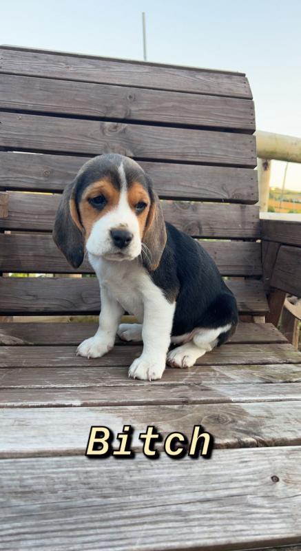 ⭐️CUTE BEAGLE PUPPIES READY FOR LOVING HOMES⭐️ Image eClassifieds4u