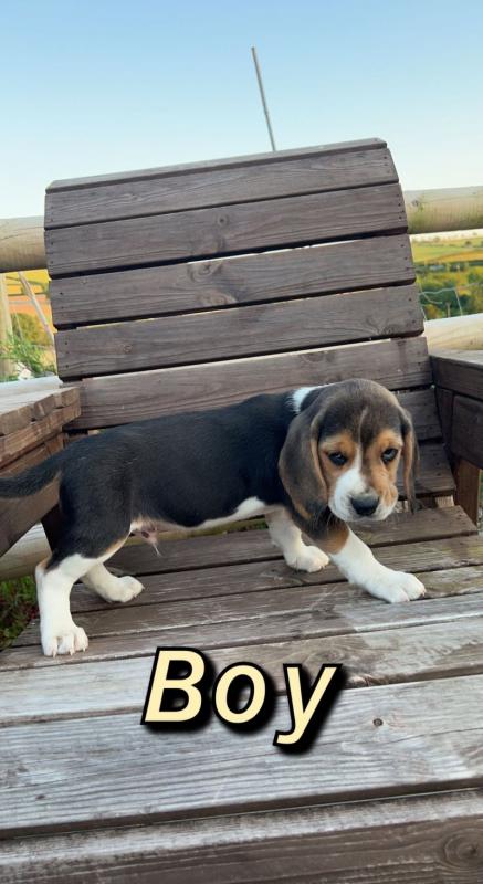 ⭐️CUTE BEAGLE PUPPIES READY FOR LOVING HOMES⭐️ Image eClassifieds4u