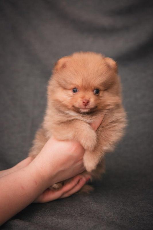 ♥️♥️♥️♥️♥️♥️♥️ KC Champion bloodline Pomeranian puppies ♥️♥️♥ Image eClassifieds4u