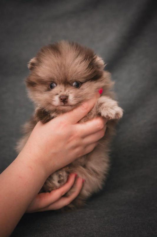 ♥️♥️♥️♥️♥️♥️♥️ KC Champion bloodline Pomeranian puppies ♥️♥️♥� Image eClassifieds4u
