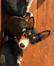 Adorable Basenji puppies ready for loving homes.