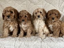 Beautiful health tested cavapoo puppies