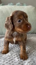 Beautiful litter of C0CKER Spaniel puppies