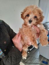 Beautiful Maltipoo puppies