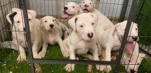 Beautiful White American Bulldog puppies ready for loving home..