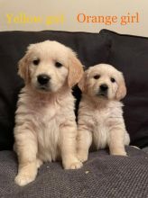 Golden Retriever puppies FOR ADOPTION