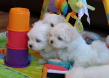 GORGEOUS LITTER KC REG MALTESE PUPPIES