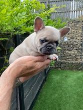 KC Registered Quality French Bulldog Puppies.