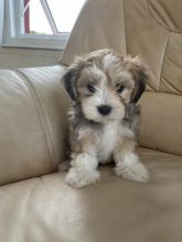 lovely Havanese puppies ready for loving homes..