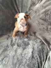 Old Tyme Bulldog puppies