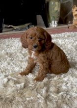 Outstanding Fox red and white cavapoo puppies