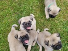 Pedigree Pug Puppies need loving homes.