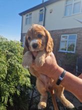 Stunning C0CKAPOO Puppies