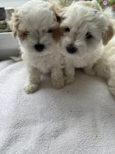 Tiny beautiful Maltipoo puppies