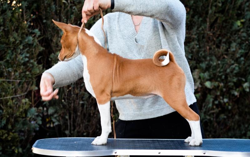 Adorable Basenji puppies ready for loving homes. Image eClassifieds4u