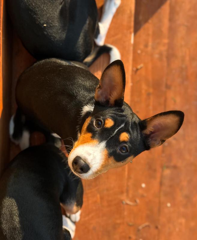Adorable Basenji puppies ready for loving homes. Image eClassifieds4u