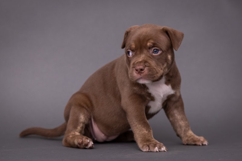American xl bully puppies Image eClassifieds4u
