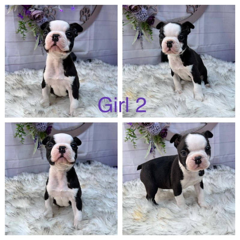 Beautiful Boston Terrier Puppies Image eClassifieds4u