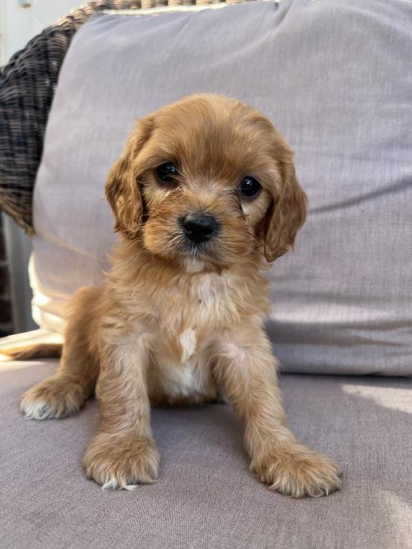 Beautiful cavapoo puppies Image eClassifieds4u