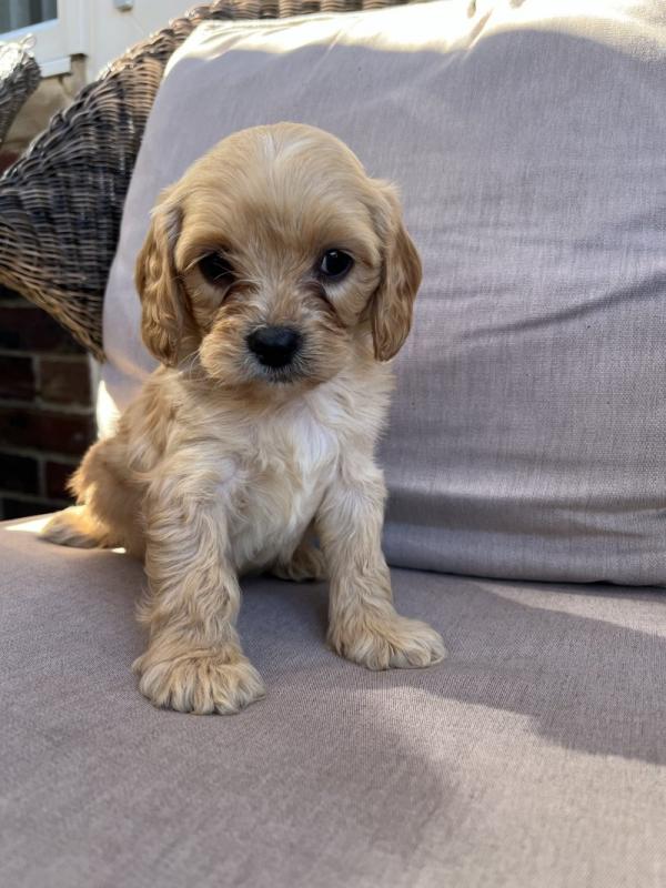 Beautiful cavapoo puppies Image eClassifieds4u