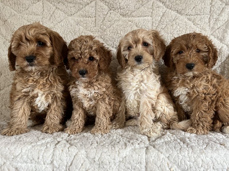 Beautiful health tested cavapoo puppies Image eClassifieds4u