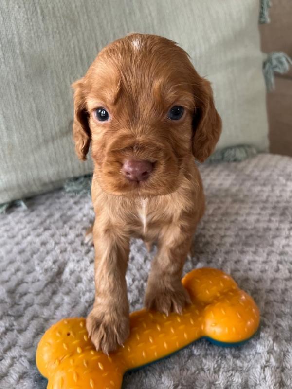 Beautiful litter of C0CKER Spaniel puppies Image eClassifieds4u