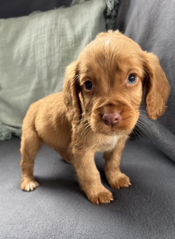 Beautiful litter of C0CKER Spaniel puppies Image eClassifieds4u