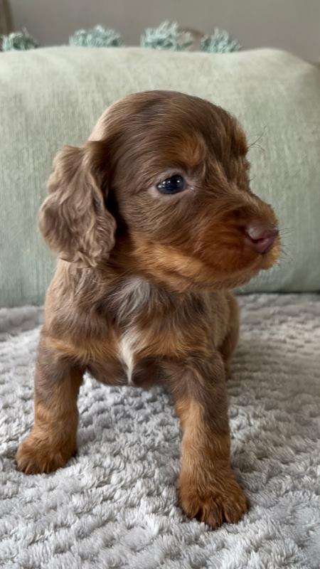 Beautiful litter of C0CKER Spaniel puppies Image eClassifieds4u
