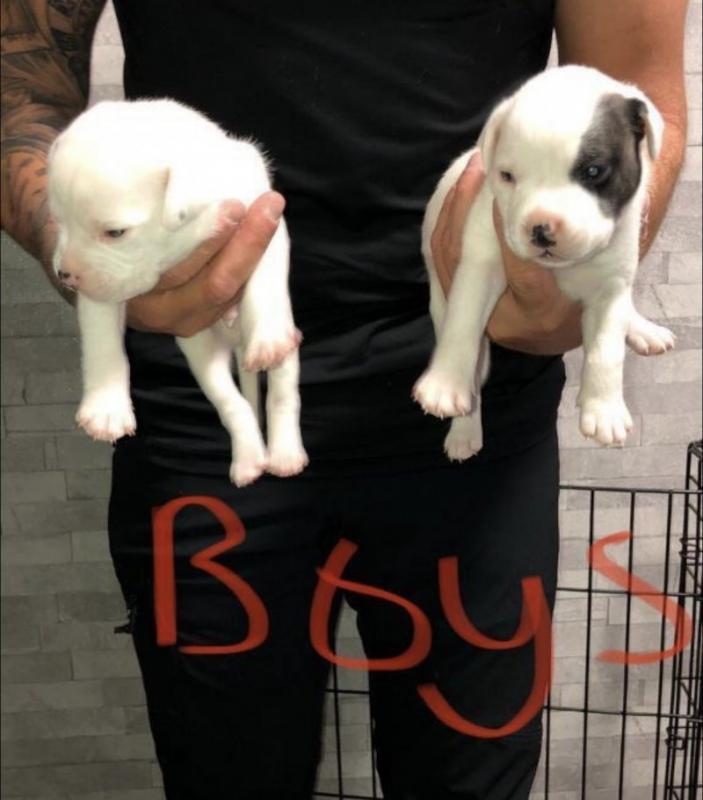 Beautiful Staffie Puppies for adoption Image eClassifieds4u